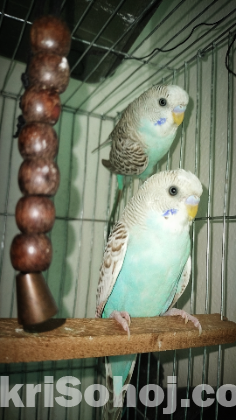 Ring eyes budgies